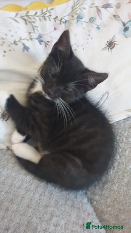 Mixed Breed cats 1 kitten left looking for forever homes. - Advert 5