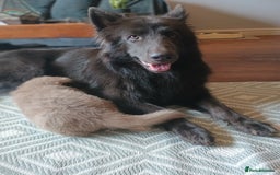 German Shepherd dogs for sale: 🌟ISABELLA GERMAN SHEPHERD PUPPIES 🌟 - Image 11