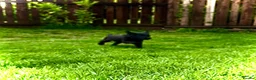 Labradoodle dogs for sale: Stunning Standard labradoodles f1   - Advert 15