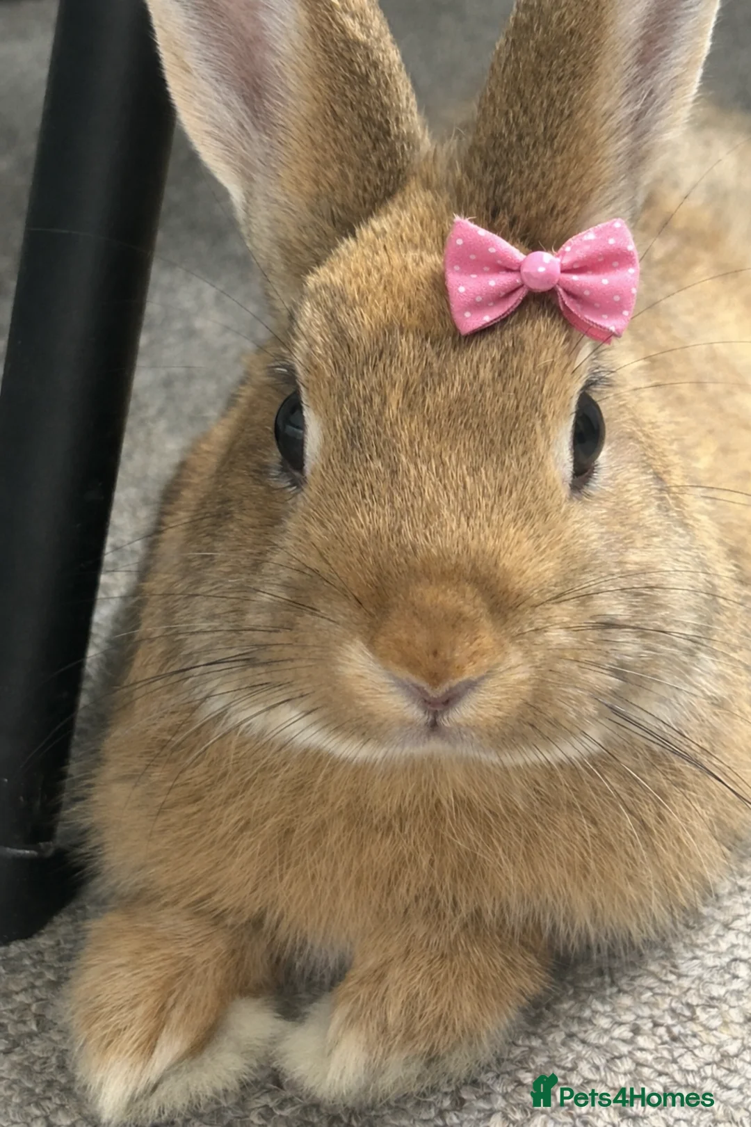 Netherland Dwarf rabbits for sale: Netherland dwarf in Manchester - Advert 1