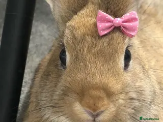 Netherland Dwarf rabbits Netherland dwarf - Advert 1