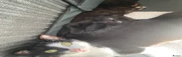 Domestic Shorthair cats for sale: Beautiful male kitten - Advert 8