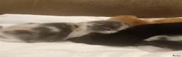American Shorthair cats for sale: 6 gorgeous mix breed kittens  in Stafford - Advert 12