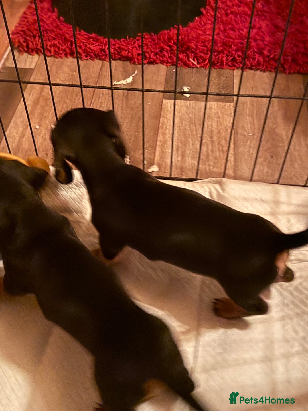 Miniature Dachshund dogs for sale: KC REGISTERED MINIATURE DACHSHUND PUPS - Advert 6