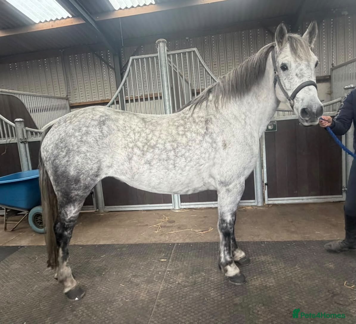 Connemara horses ❤️ Harper❤️ - Advert 1
