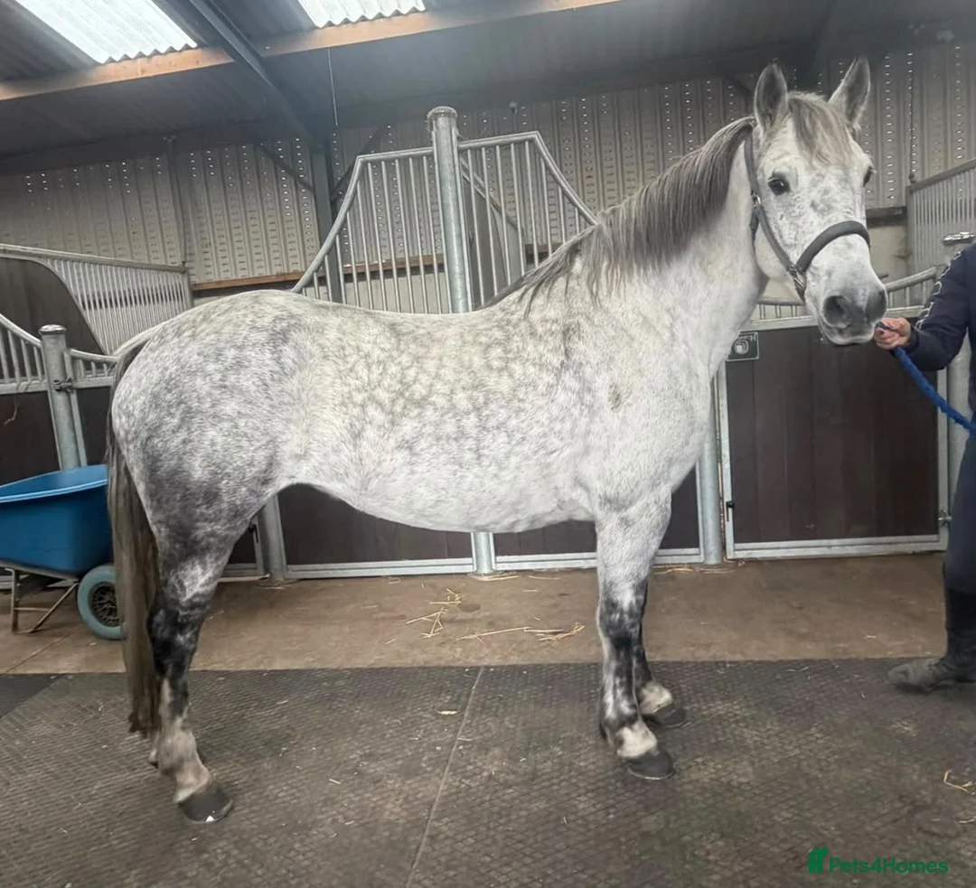 Connemara horses for sale: ❤️ Harper❤️ - Advert 1