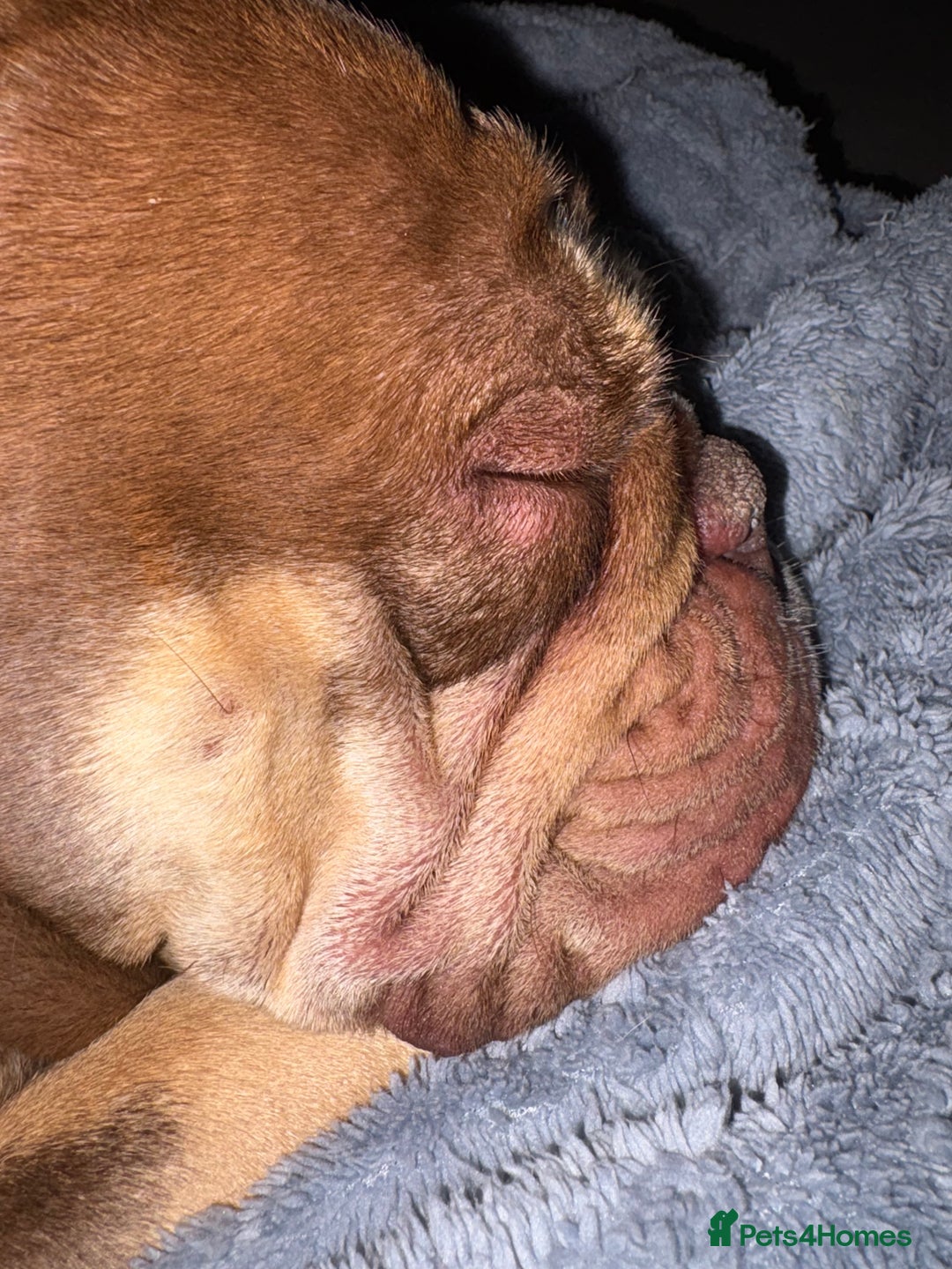 English Bulldog dogs for sale: Ralph  - Image 3