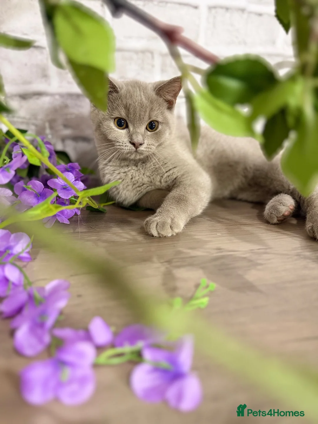 British Shorthair cats for sale: 🏆CUDDLY Purring Machine BSH lilac Boy🏆 - Advert 1