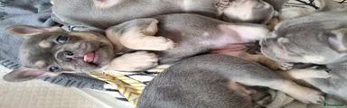 French Bulldog 5