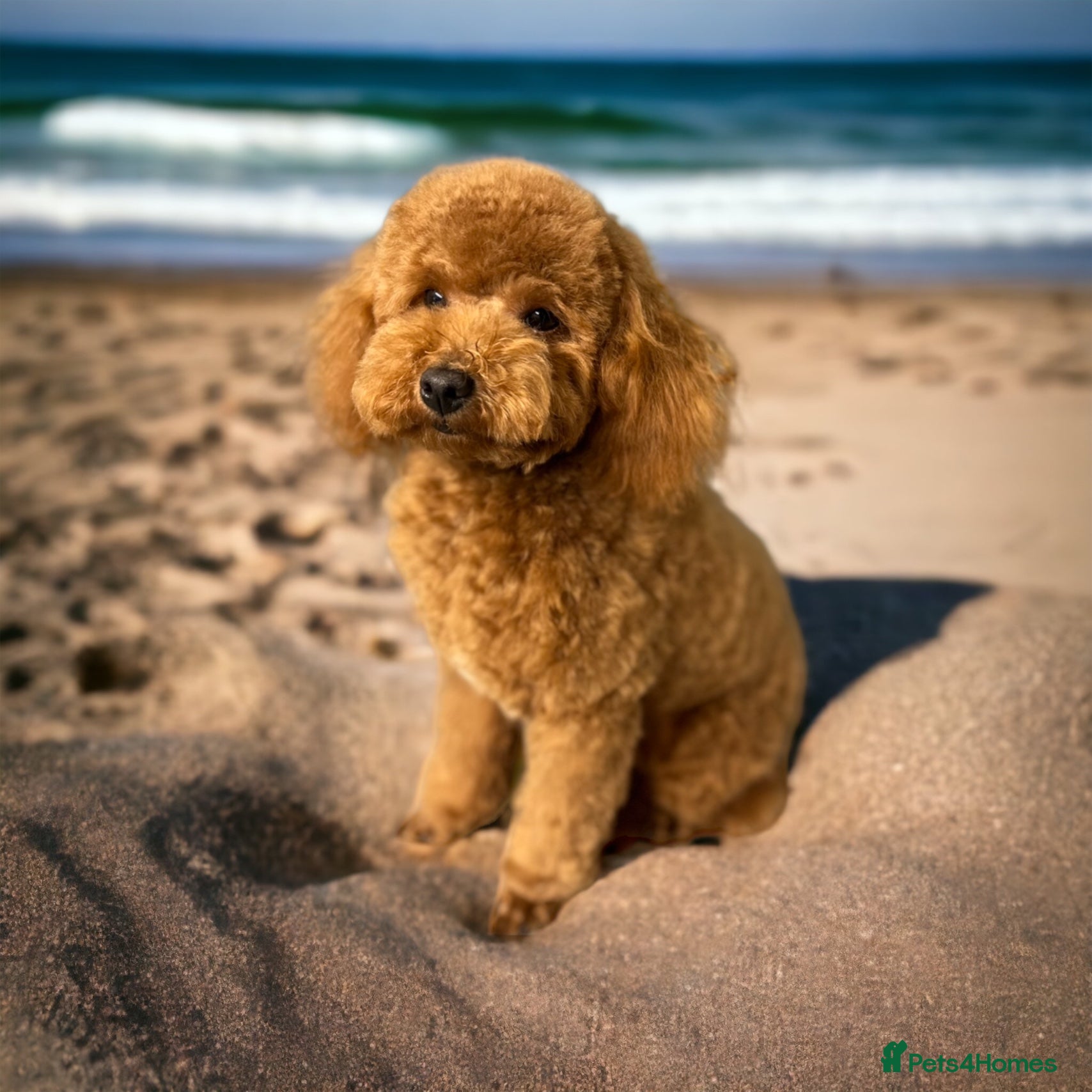 Poodle dogs Stunning Fox Red KC Reg Health Tested Stud in Newcastle - Advert 12