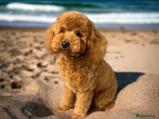 Poodle dogs Stunning Fox Red KC Reg Health Tested Stud in Newcastle - Advert 1