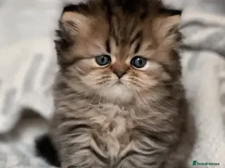 Persian cats Persian kittens - Advert 3