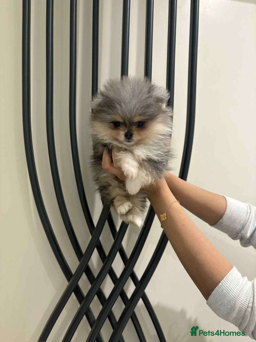 Pomeranian dogs for sale: RUSSIAN SHOW MERLE POMERANIAN PUPPYS  - Advert 5