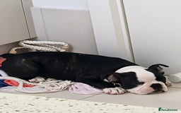 French Bulldog dogs for sale: french bulldog puppy ready soon - Image 3