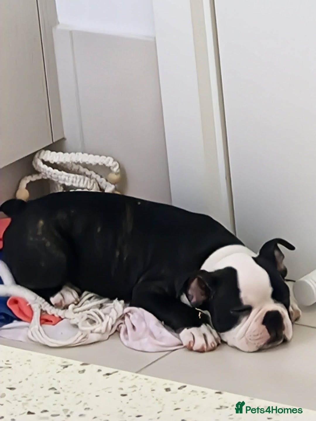 French Bulldog dogs for sale: french bulldog puppy ready soon - Image 3