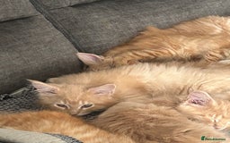 Maine Coon cats for sale: 1 boy is now available and 2 cream girls   - Image 36