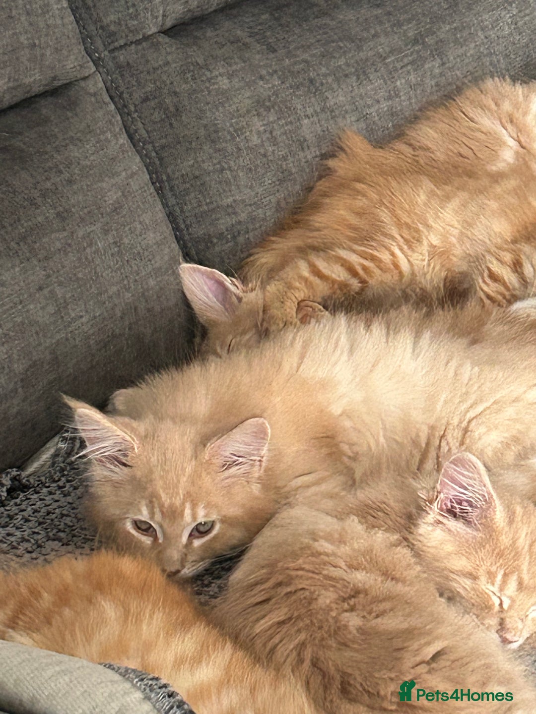 Maine Coon cats for sale: 1 boy is now available and 2 cream girls   - Image 36