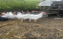 Chickens poultry for sale: Laying hens for sale - Image 4