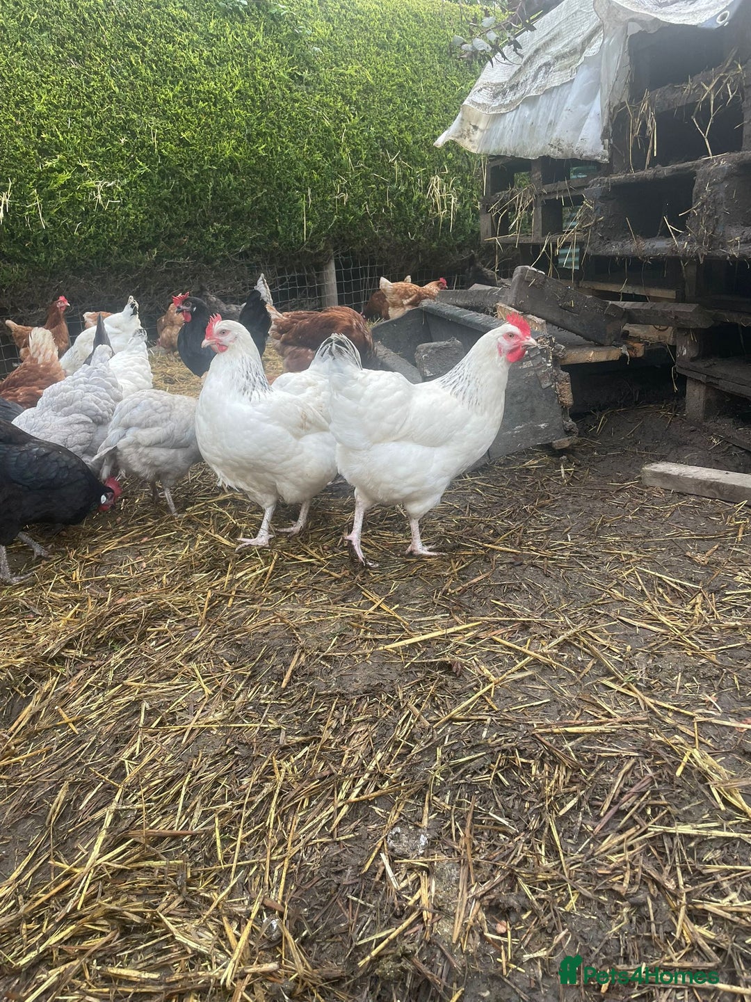 Chickens poultry for sale: Laying hens for sale - Image 4