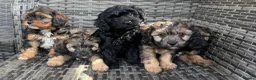 Cavapoo dogs for sale: Amazing coloured fi cavapoo health tested parents  - Advert 7