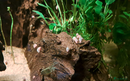 Snails invertebrates for sale: 10 x young Pink Ramshorn snails - Image 3