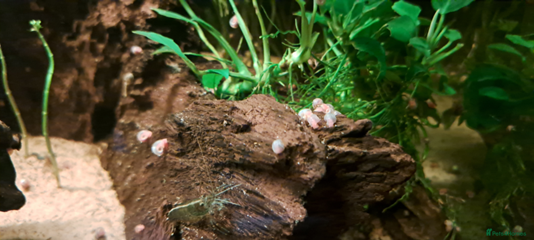 Snails invertebrates for sale: 10 x young Pink Ramshorn snails - Image 3
