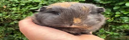 Guinea Pig rodents for sale: Beautiful pure bred Swiss guinea pigs in Widnes - Advert 5
