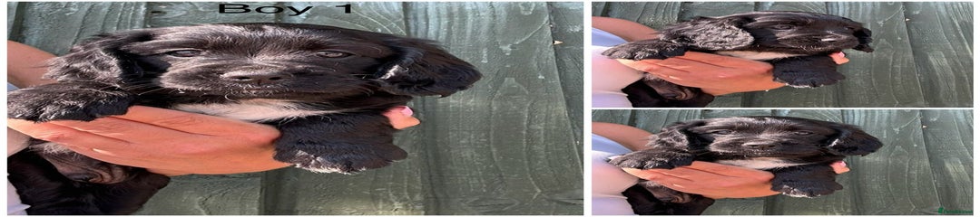 Cockalier Puppy 1
