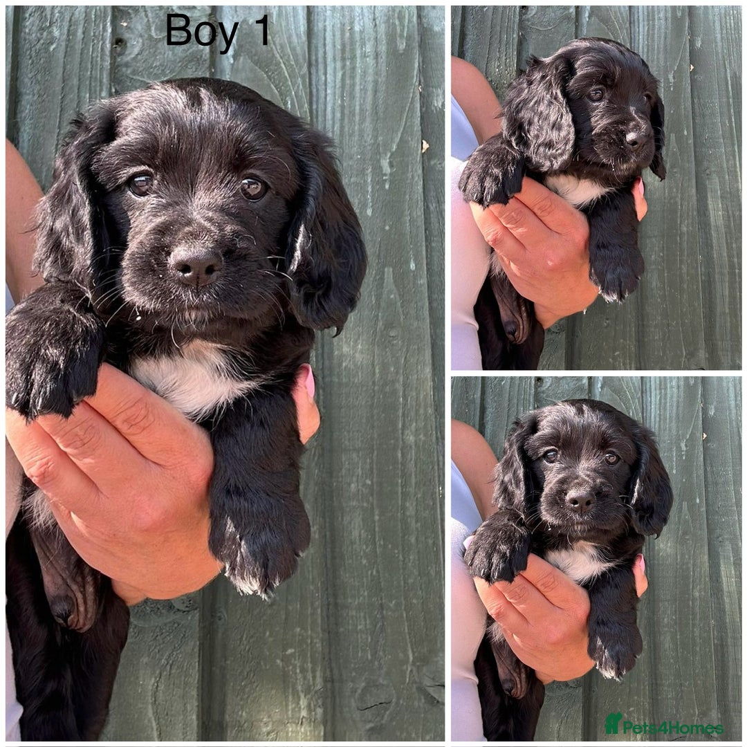 Cockalier dogs for sale: Cavalier x cocker spaniel puppies  - Image 3