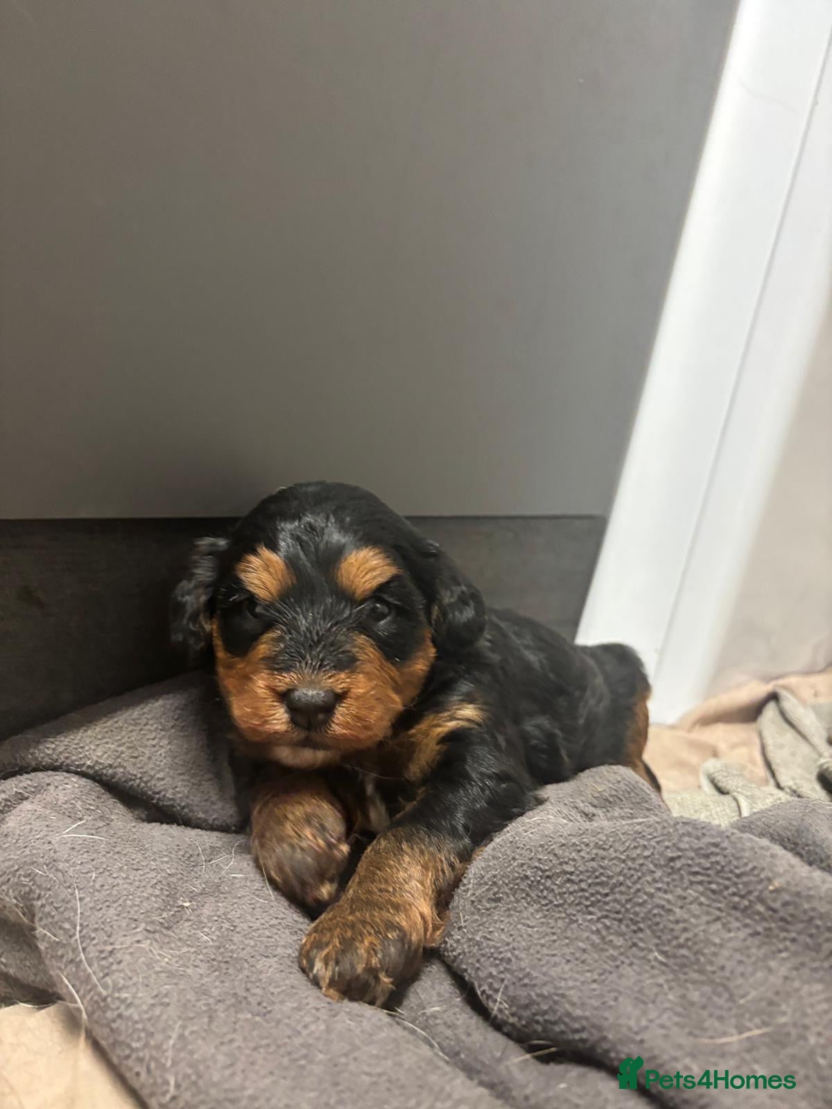 Bernedoodle dogs for sale: Beautiful Bernedoodle girl - Advert 7