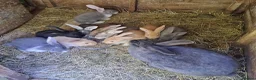 Continental Giant rabbits for sale: PURE bred Continental Giants - Vaccinated RESERVE  - Advert 13