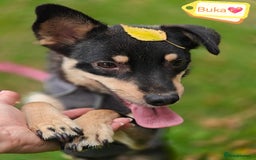 Mixed Breed dogs for adoption: 💖🐶 BUKA 🐶💖 - Image 1