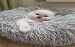 Ragdoll cats for sale: 3 Bluepoint Ragdoll kittens born 6th September! 🐈 - Image 4