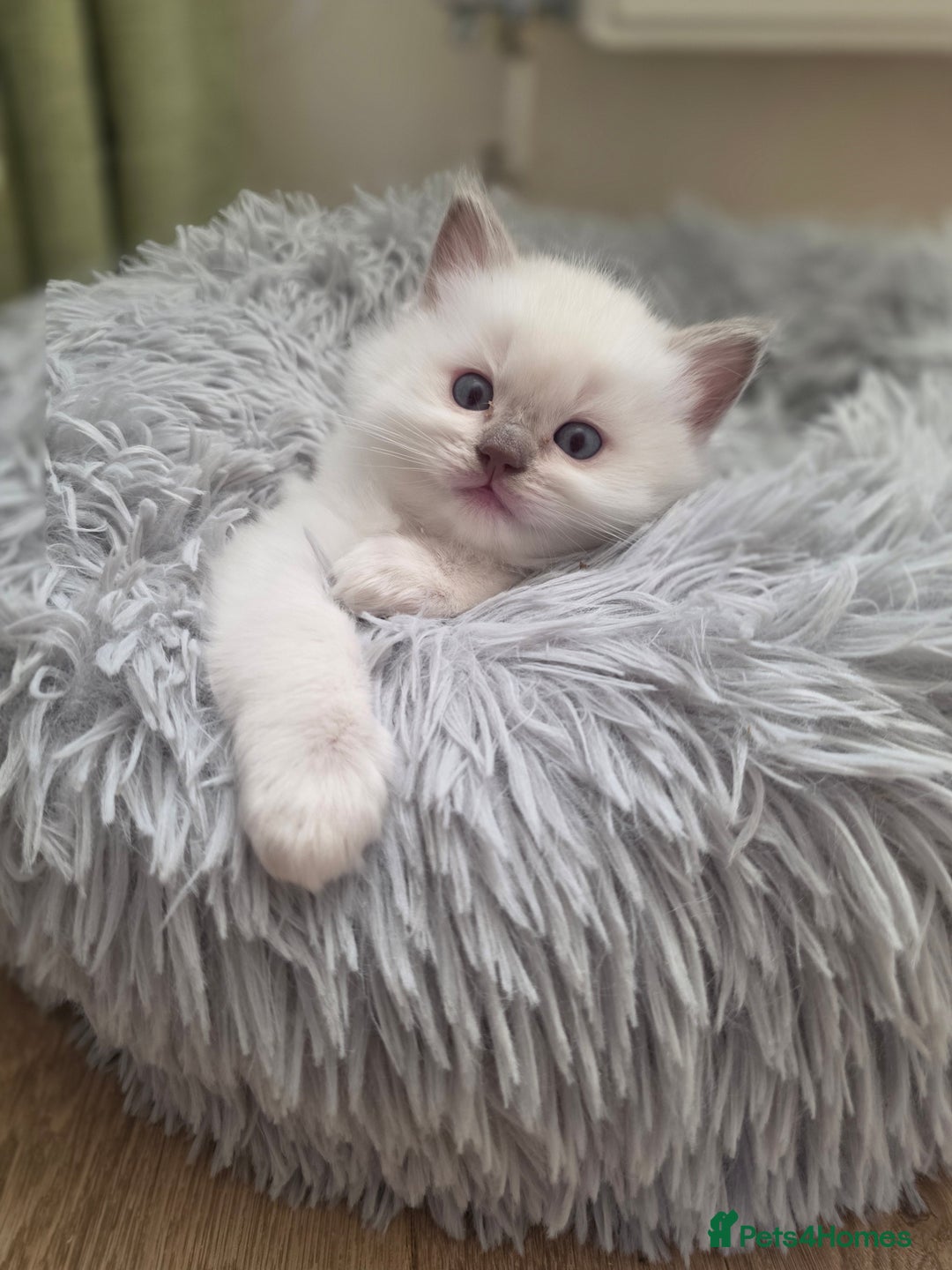 Ragdoll cats for sale: 3 Bluepoint Ragdoll kittens born 6th September! 🐈 - Image 4