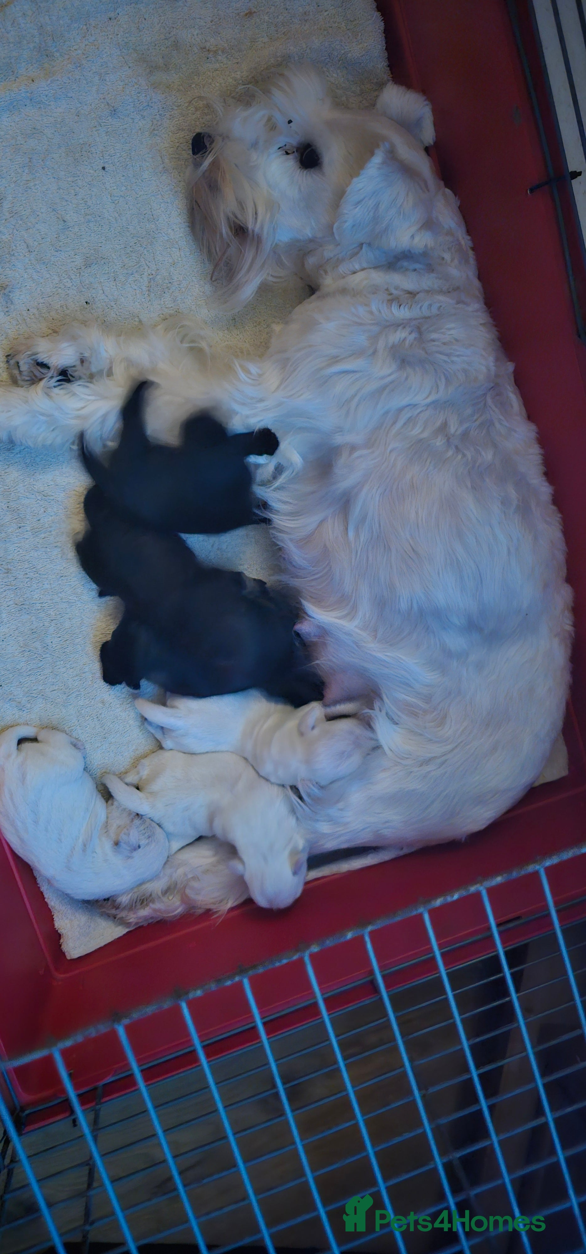 Miniature Schnauzer dogs stunning miniature schnauzer for sale - Advert 14