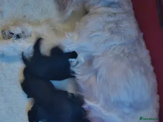 Miniature Schnauzer dogs stunning miniature schnauzer for sale - Advert 14