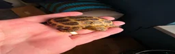 Tortoise reptiles for sale: Baby horsefield tortoise with full set up - Advert 3
