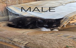 Mixed Breed cats for sale: 2 boys 2 girls kittens available 9 weeks - Image 6