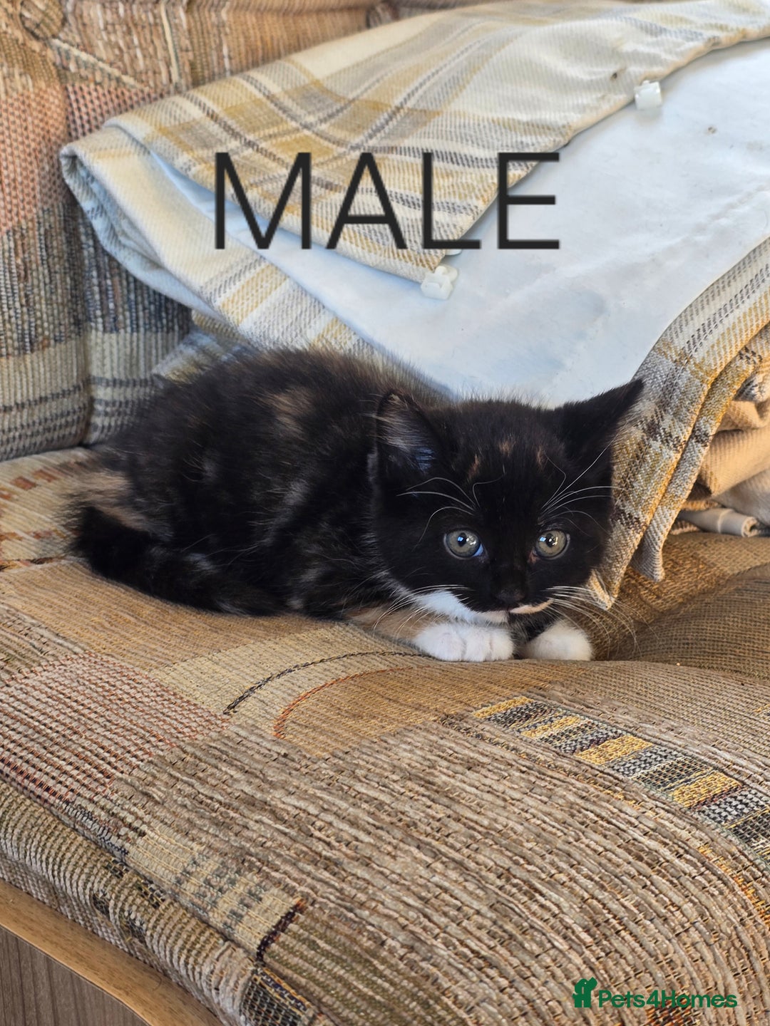 Mixed Breed cats for sale: 2 boys 2 girls kittens available 9 weeks - Image 6