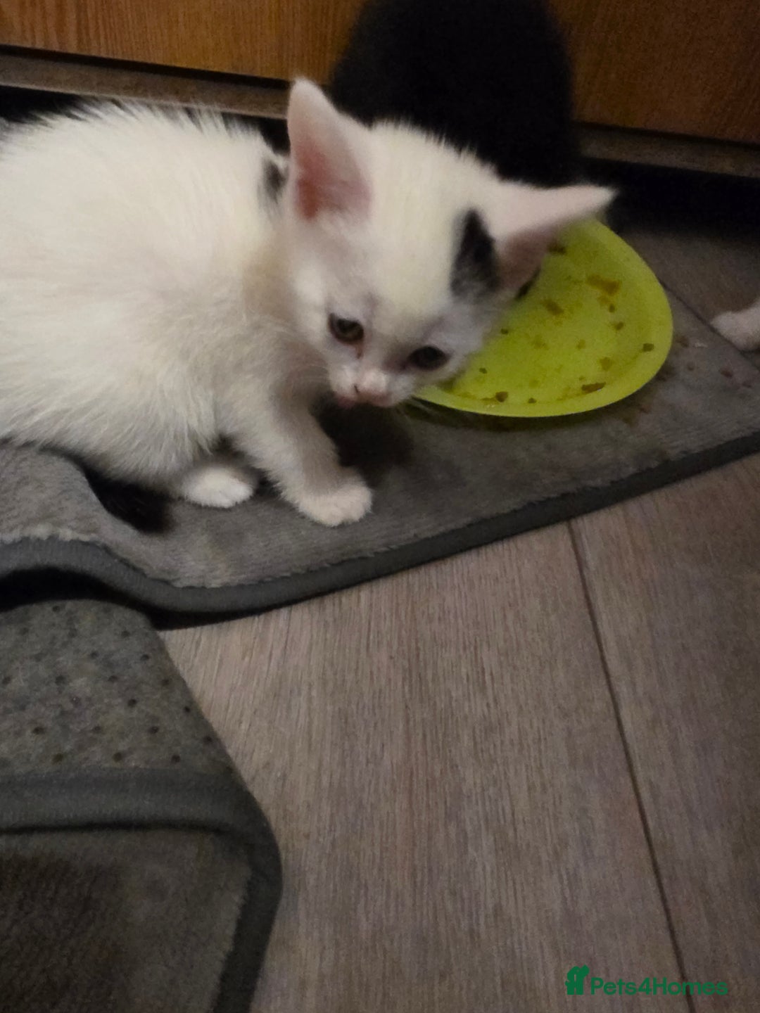 Mixed Breed cats for sale: Beautiful mixed breed littler  - Image 6