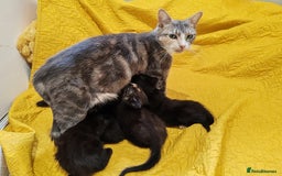 Mixed Breed cats for sale: Beautiful kittens VIDEOS - Image 26