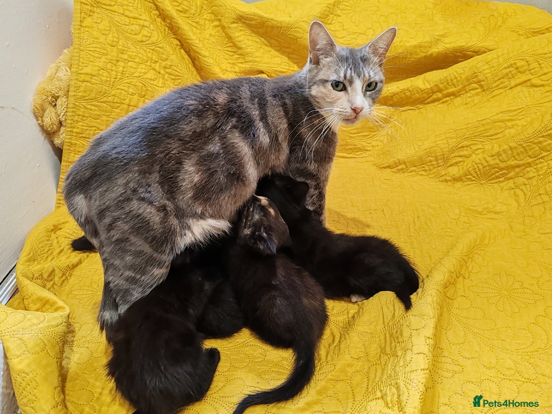 Mixed Breed cats for sale: Beautiful kittens VIDEOS - Image 26
