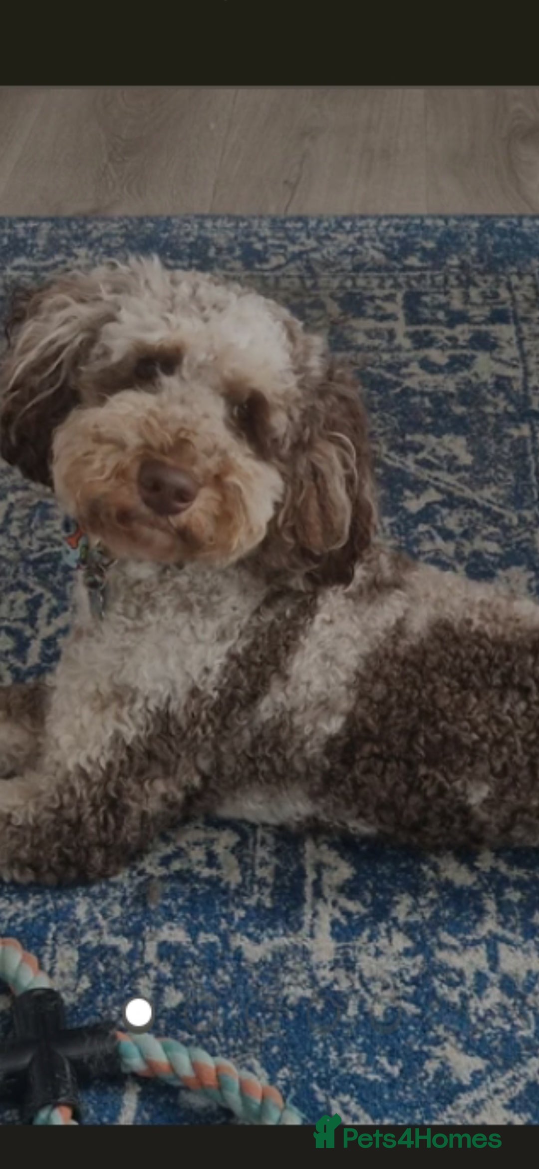 Cockapoo dogs for sale: F1 cockerpoo waiting list  - Image 12