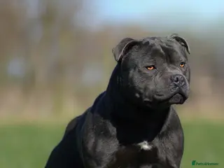 Staffordshire Bull Terrier dogs Quality health tested blue Stafford stud - Advert 6
