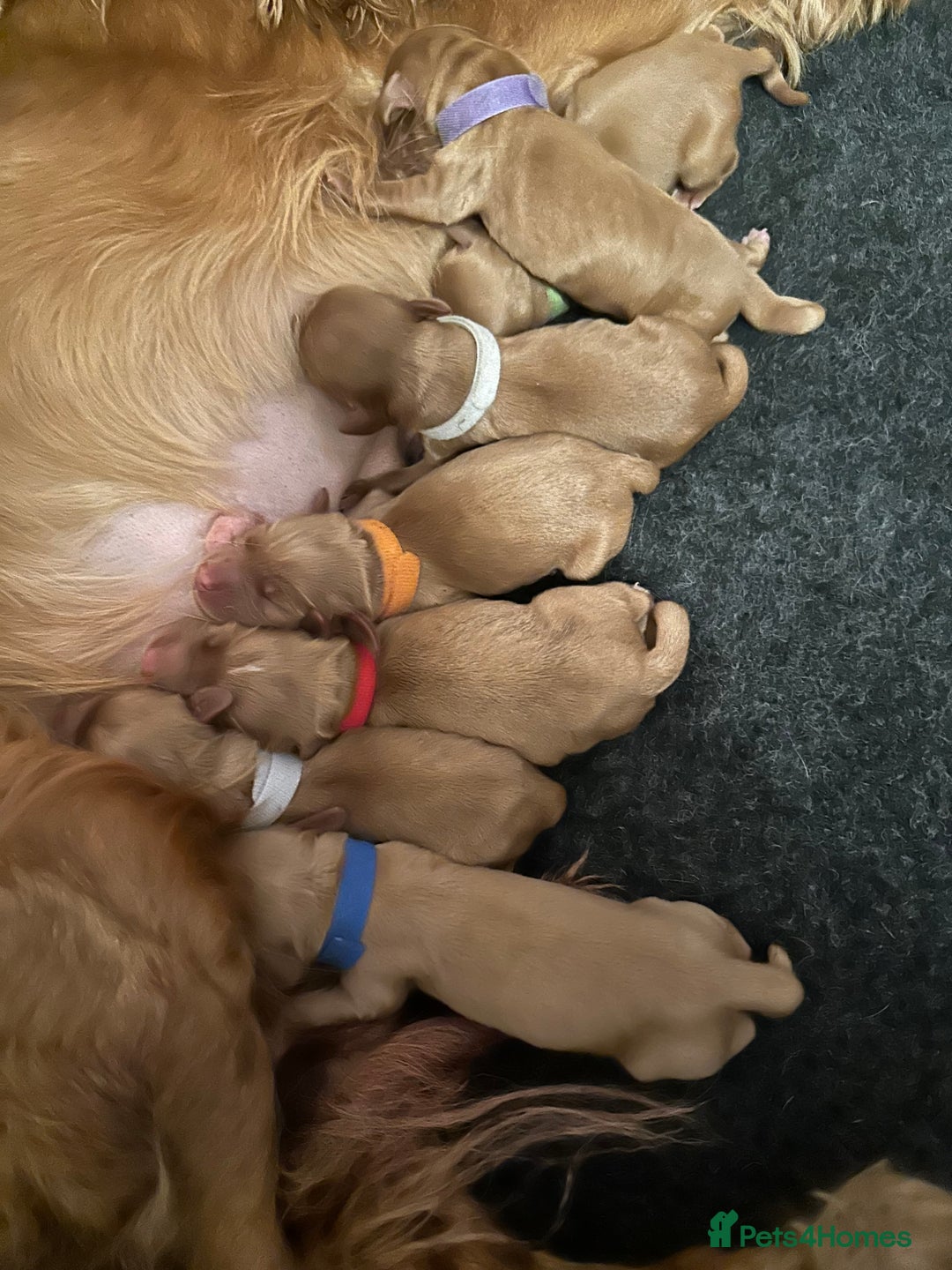 Cocker Spaniel dogs for sale: Cocker Spaniels  - Advert 2