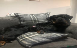 Rottweiler dogs for sale: Rottweiler female!  - Image 4