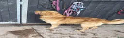 Goldador dogs for sale: Gorgeous F1 Goldador puppies from excellent lines in Kidderminster - Advert 4