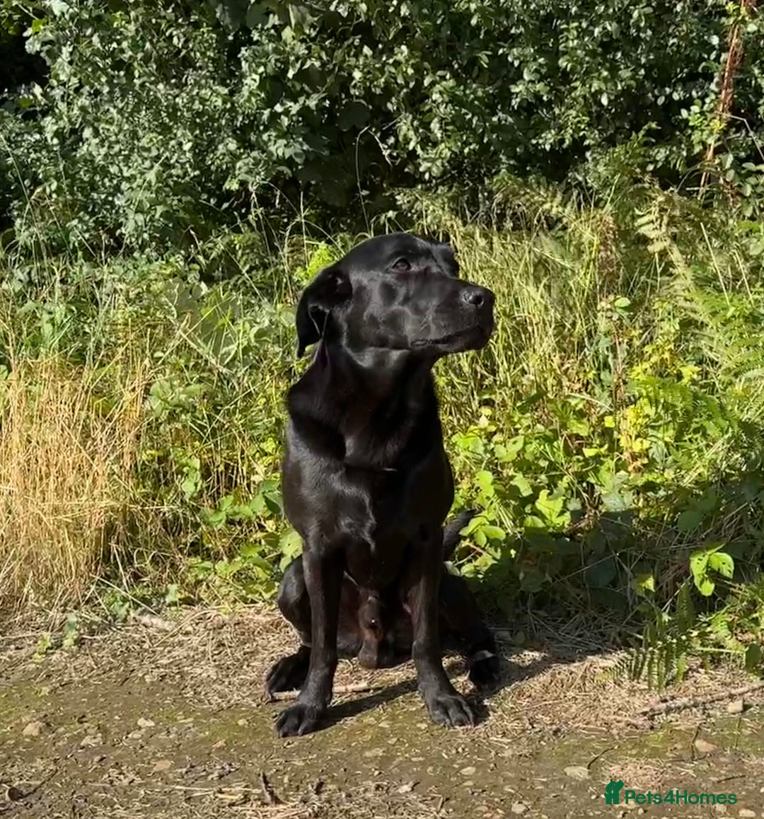 Labrador Retriever dogs for stud: Black Labrador Retriever – At Stud. KC Registered in Salisbury - Image 2