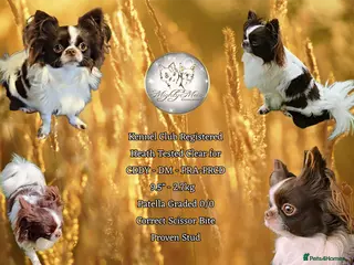 Chihuahua dogs KC Russian import - Heath Tested- Proven Stud - Advert 4