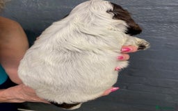 Cocker Spaniel dogs for sale: Cocker Spaniel Puppies For Sale  - Image 10